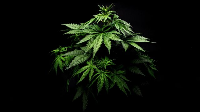 https://ekonomigercekleri.com/wp-content/uploads/2019/02/marijuana-1036610200-640x360.jpg