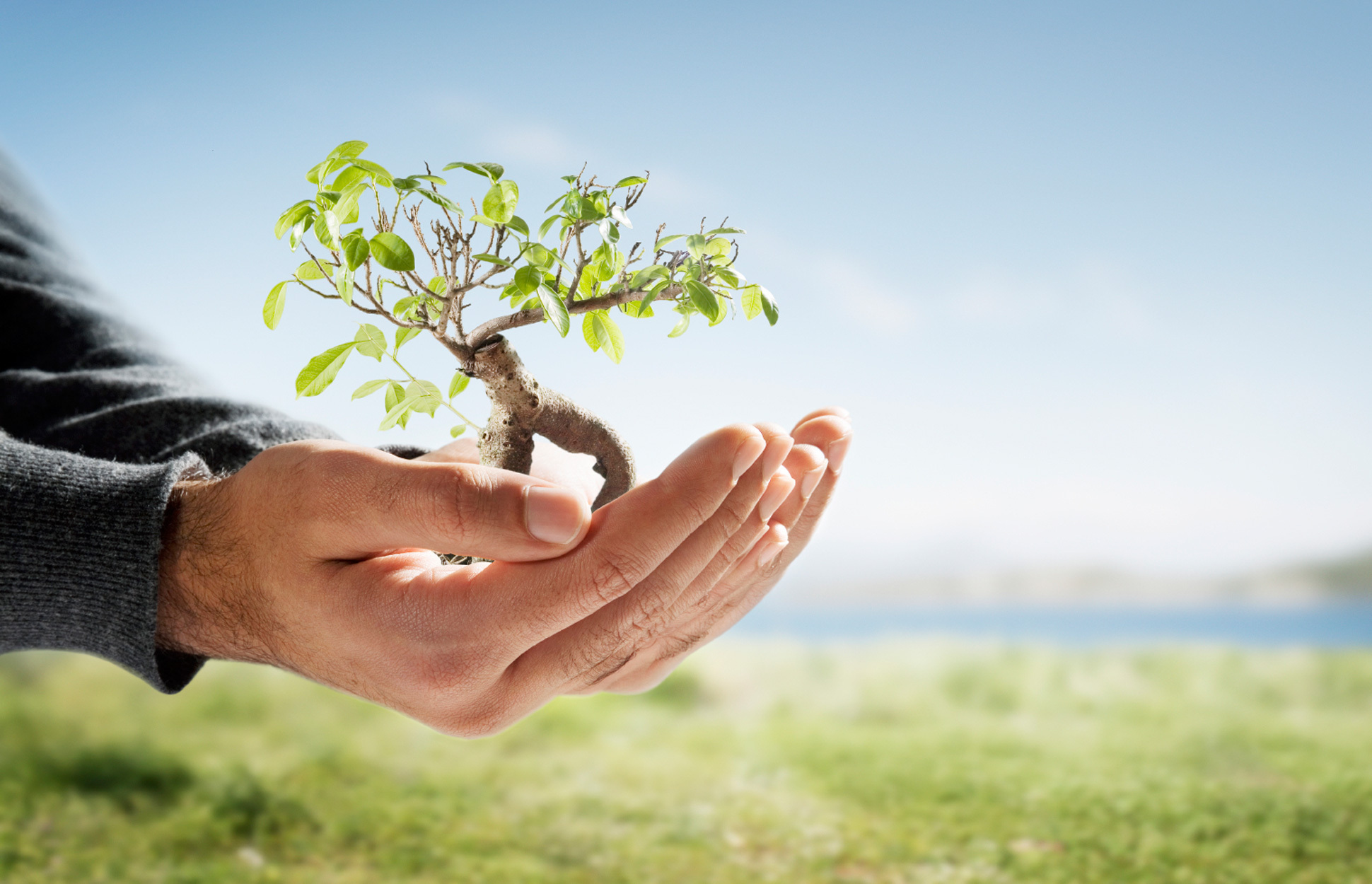 Environmental well being. Дерево в руках. Дерево экология. Забота об окружающей среде. Защита окружающей среды.