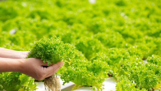 Sürdürülebilir gıda için topraksız ve dikey tarım
